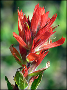 indian paintbrush graphic